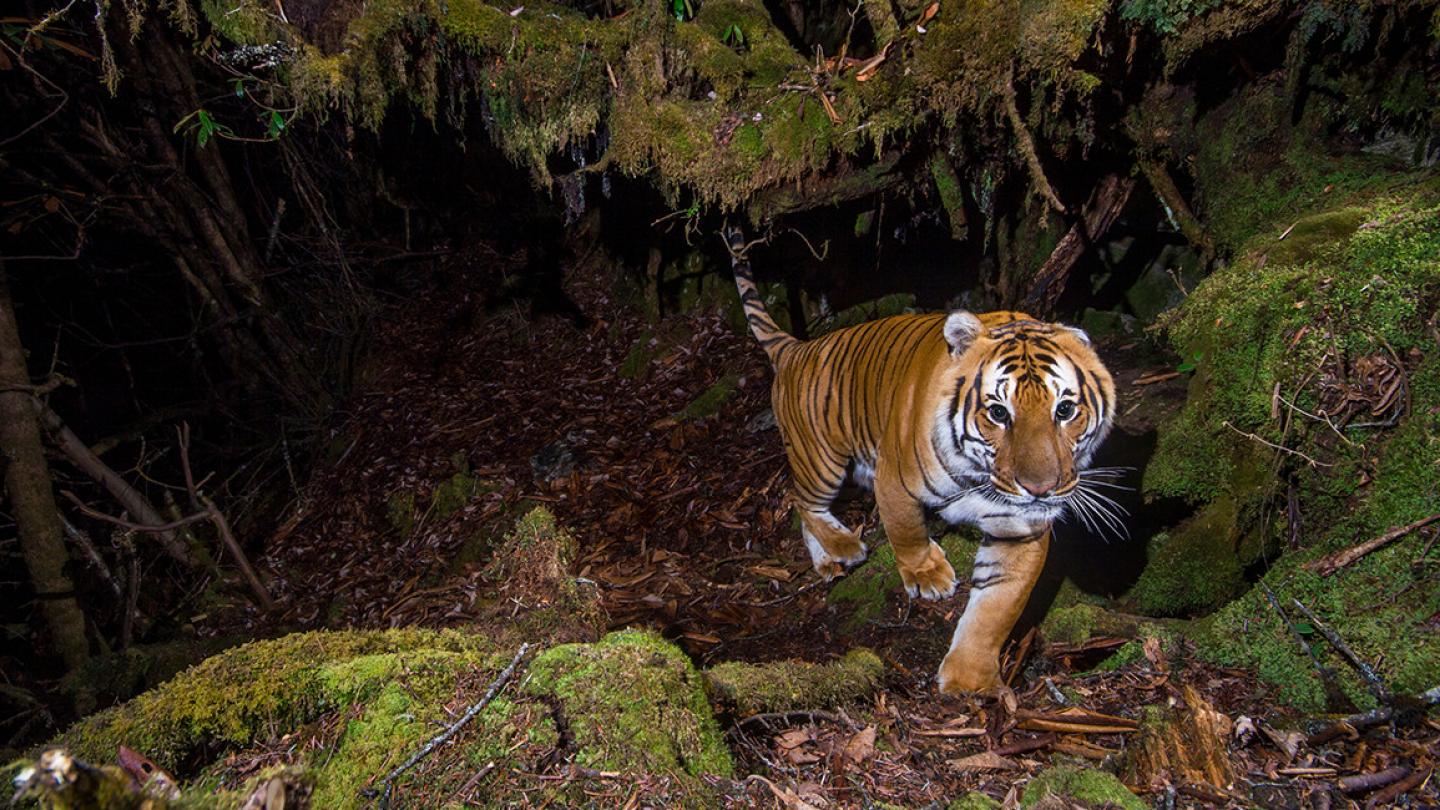 Tigre du Bhoutan photographié grâce à un piège photographique