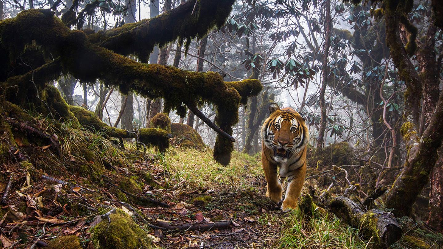 Tigre du Bhoutan