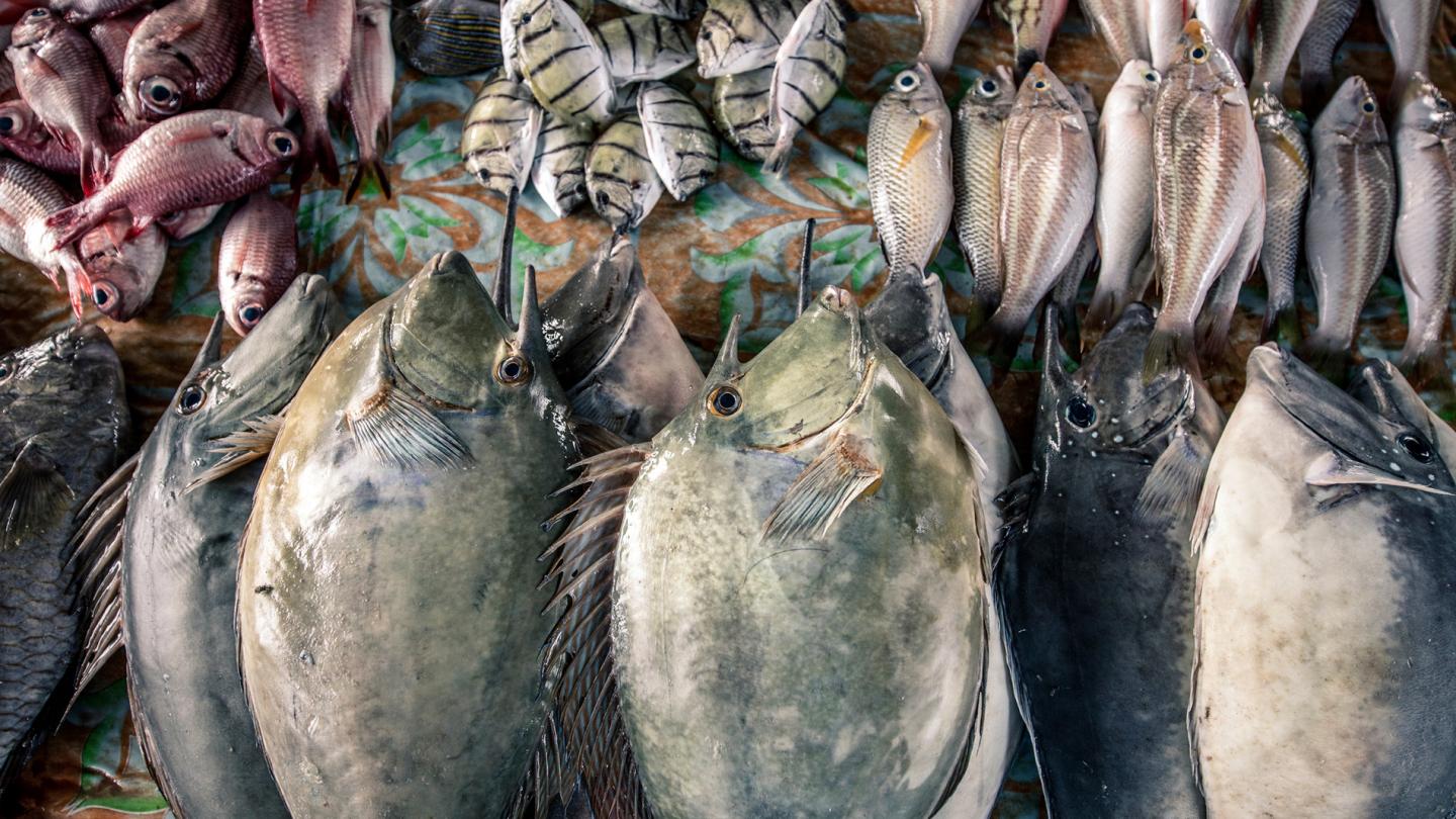 Les quantités de poissons pêchés dans le monde sous-estimées de 30%