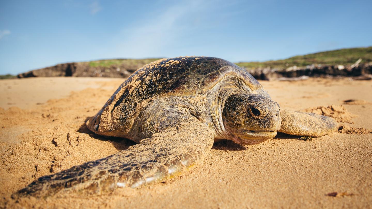 Tortue verte (Chelonia mydas)