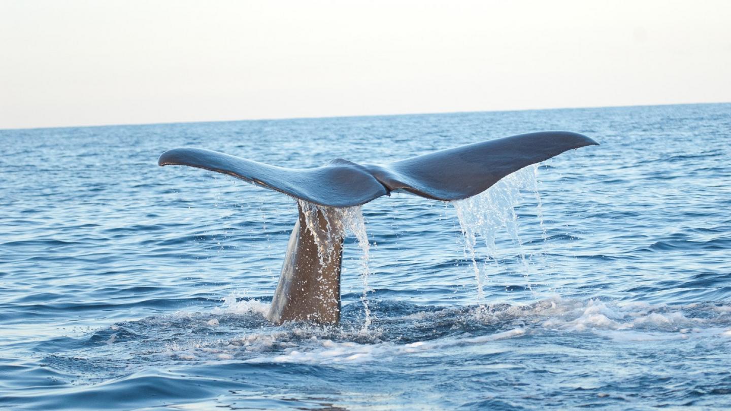 Nageoire Caudale d'un rorqual commun en Méditerannée 