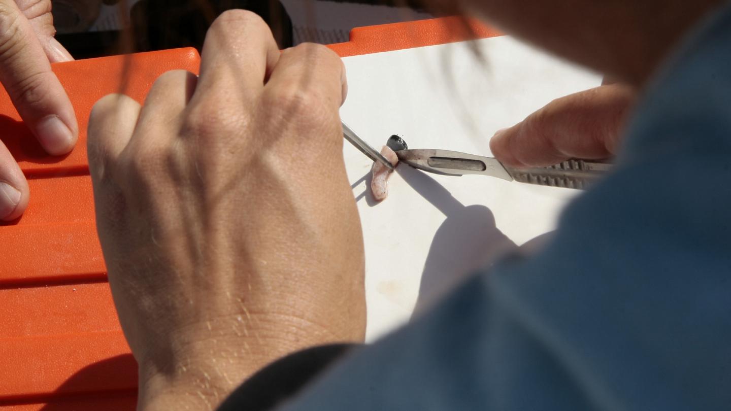 Analyse d'une biopsie réalisée sur un cétacé