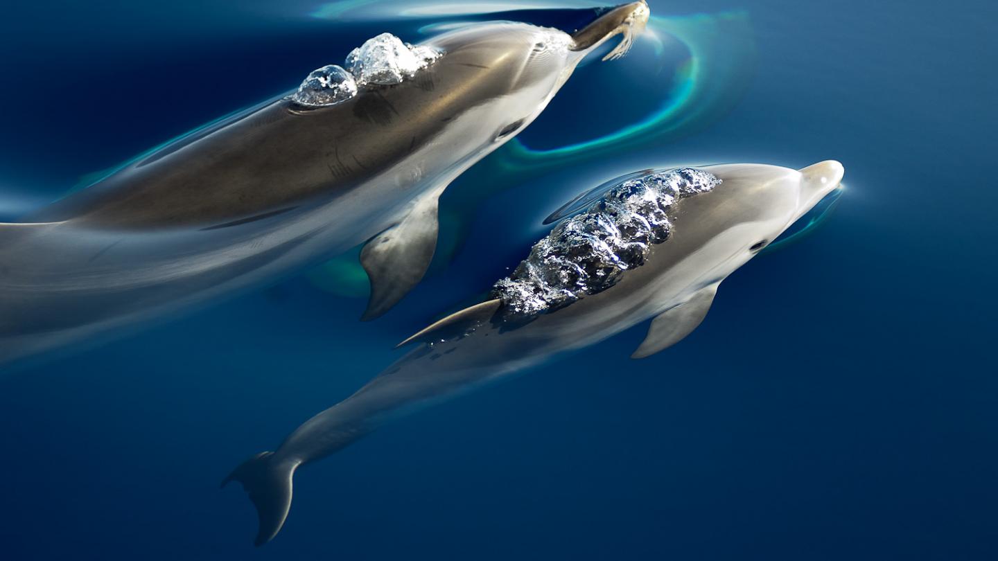 dauphins, 15 ans du sanctuaire de Pelagos (2012)