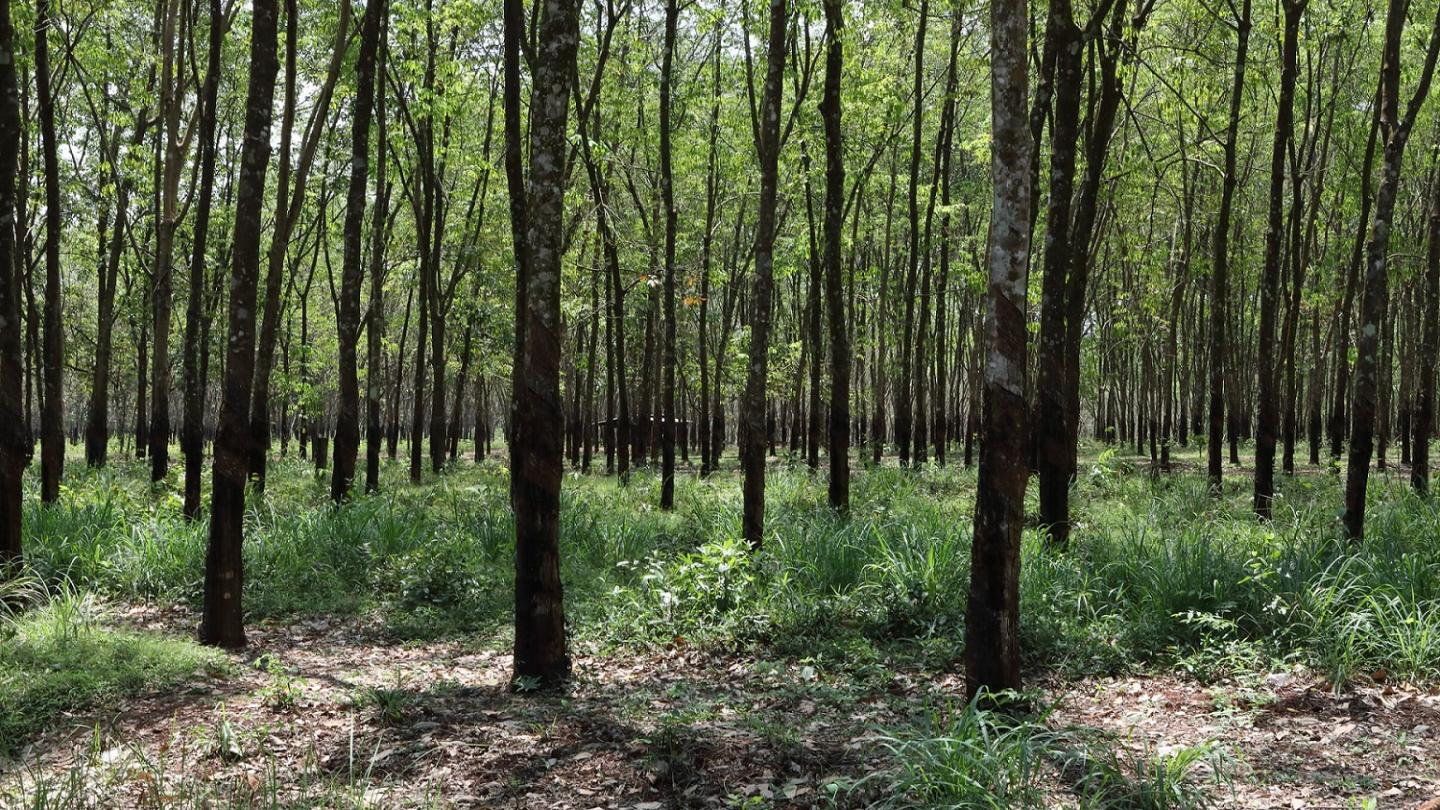 Plantation d'hévéa (Indonésie)