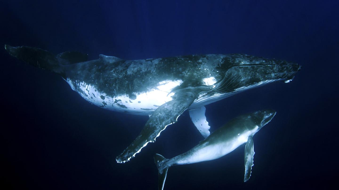 Baleine à bosse (Megaptera novaeangliae) et son petit 