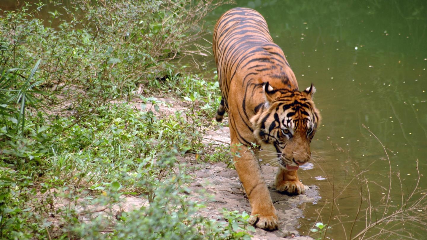 Tigre de Sumatra (Panthera tigris sumatrae) au bord de l'eau photographiée avec une caméra trap (Indonésie)