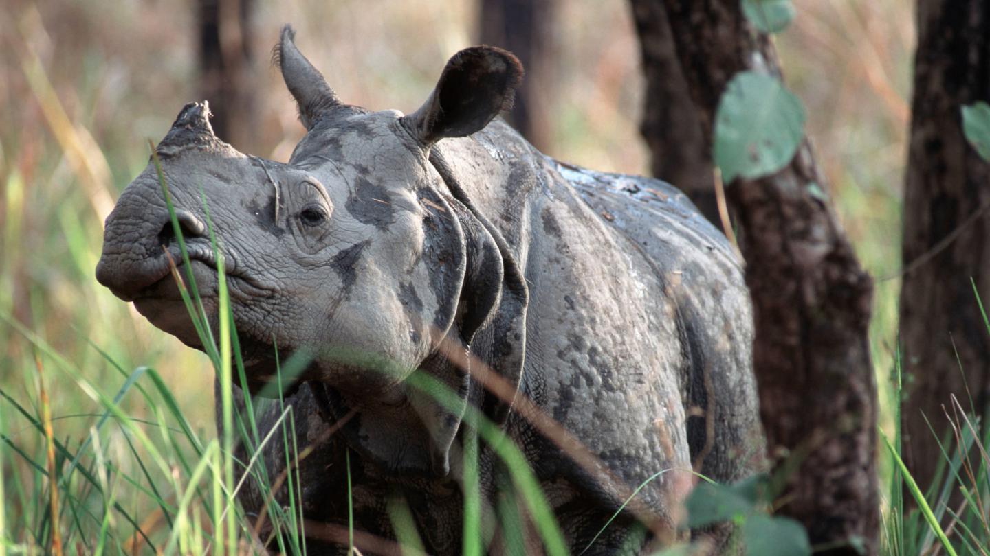 Rhinocéros unicorne au Népal