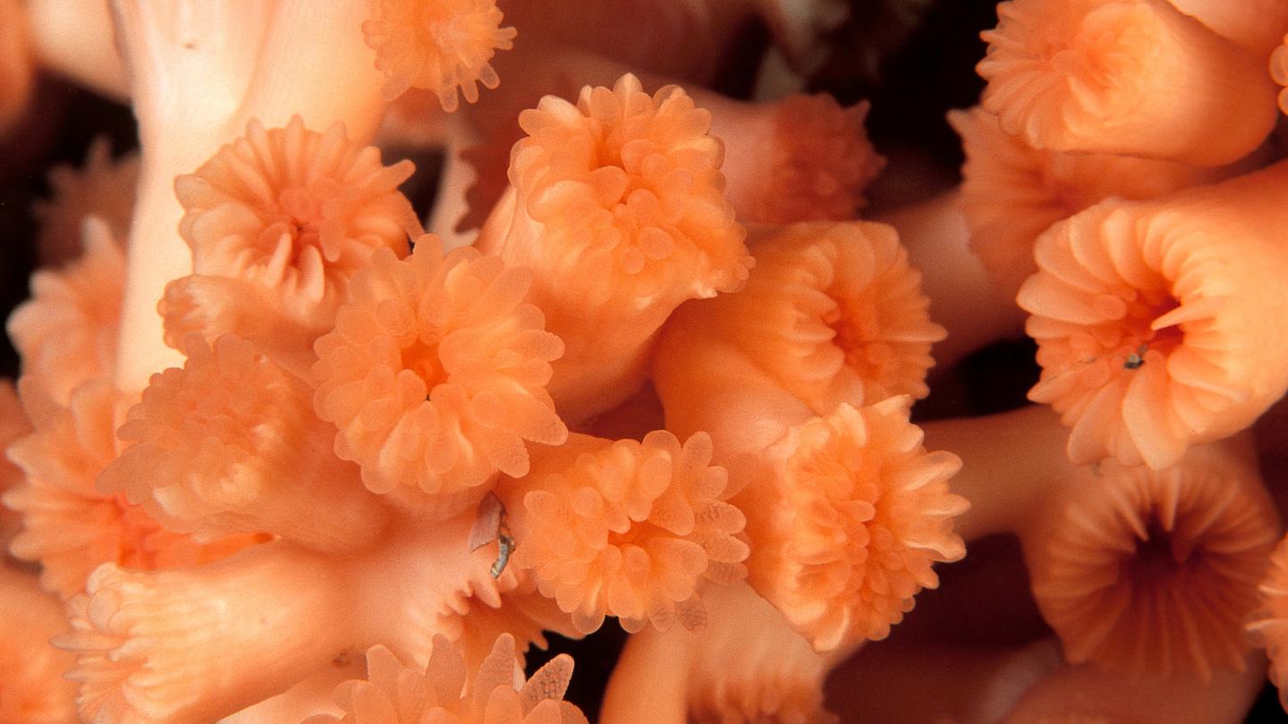Lophelia pertusa, une espèce de corail d'eau froide, au large de Trondheimsfjorden (Norvège)