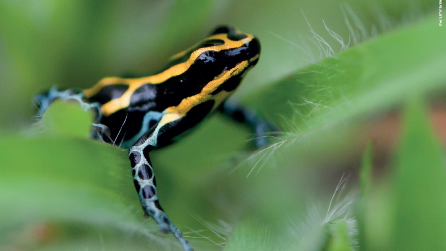 Grenouille - expo Coeur des Guyanes