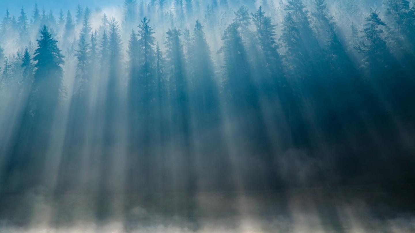Paysage de forêt dans le Parc national de Pirin 