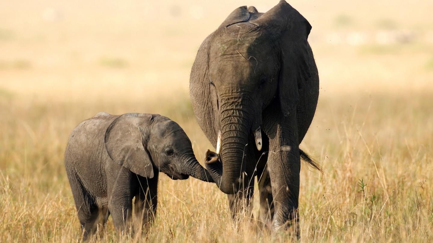 Mère éléphant et son petit dans la savane africaine
