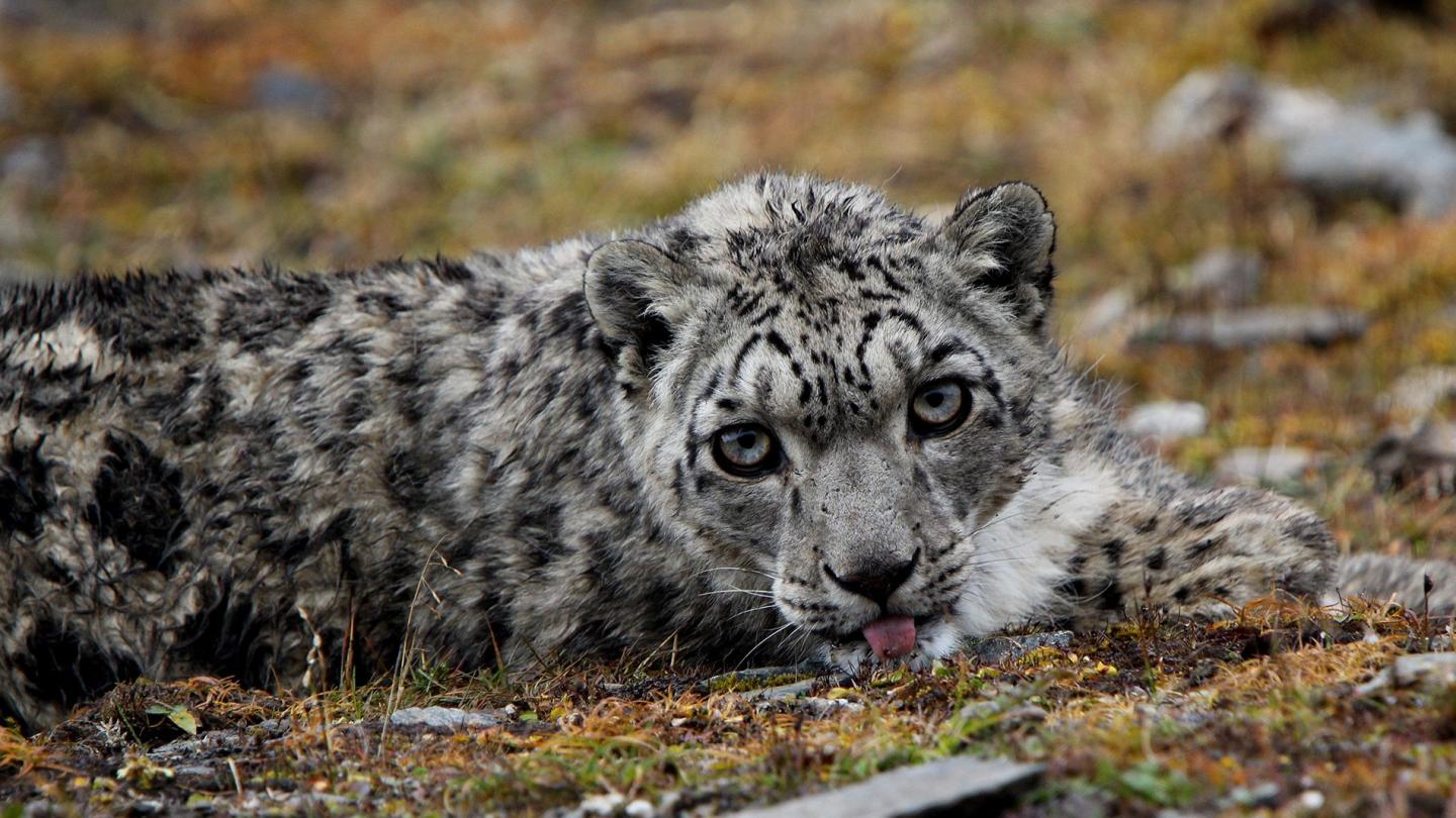 Panthère des neiges, Bhoutan