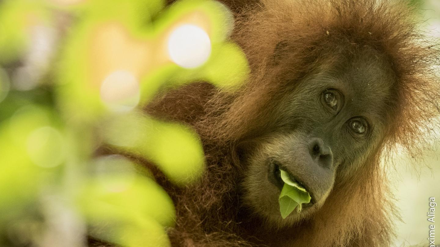 Orang-outan de Tapanuli, forêt de Batang Toru, Sumatra (Indonésie)