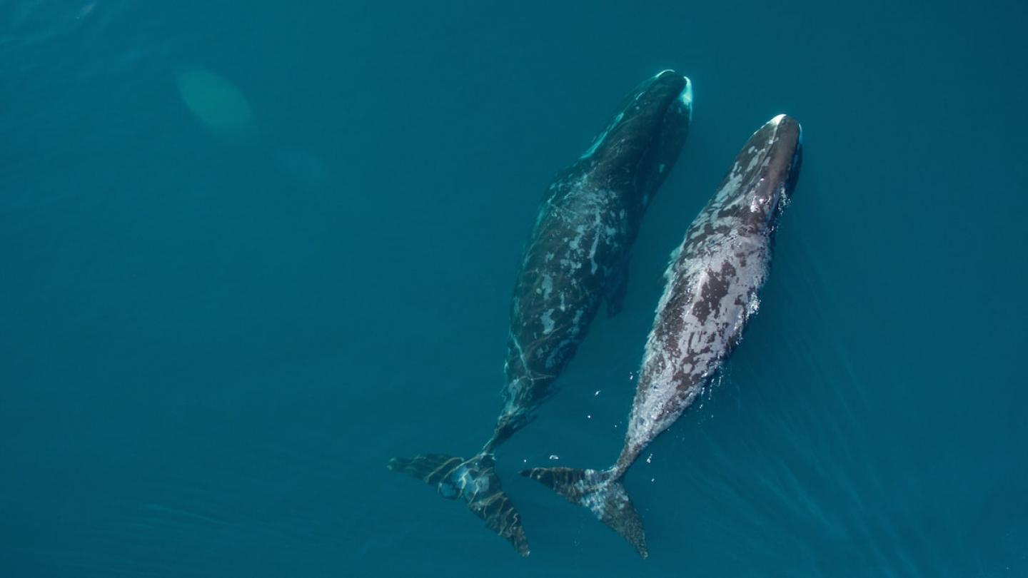 Couple de baleines boréales vue d'en haut (Balaena mysticetus), Nunavut (Canada)