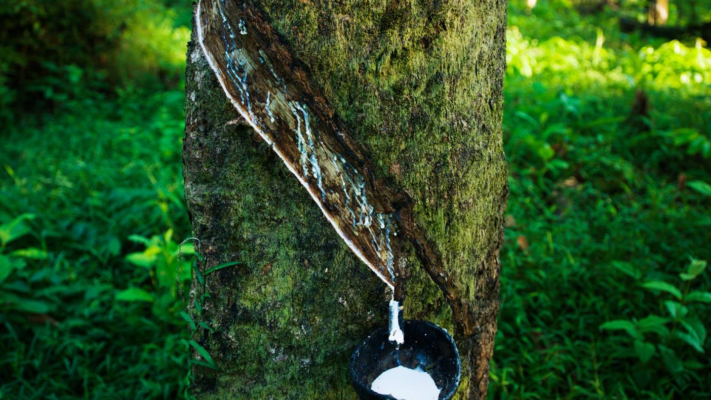 Latex recueilli d'un hévéa, région de Tanintharyi (Myanmar)