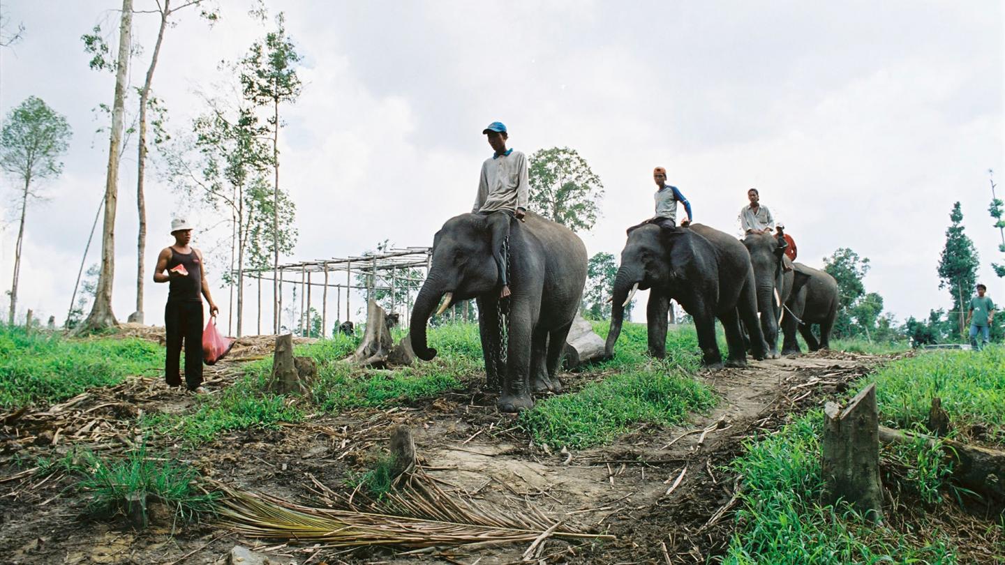 Elephas maximus sumatrensis, elephants de Sumatra en train de travailler, Sumatra, (Indonesie)
