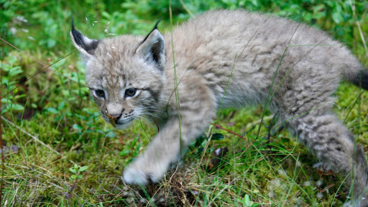 Lynx âgé de deux mois, Pologne
