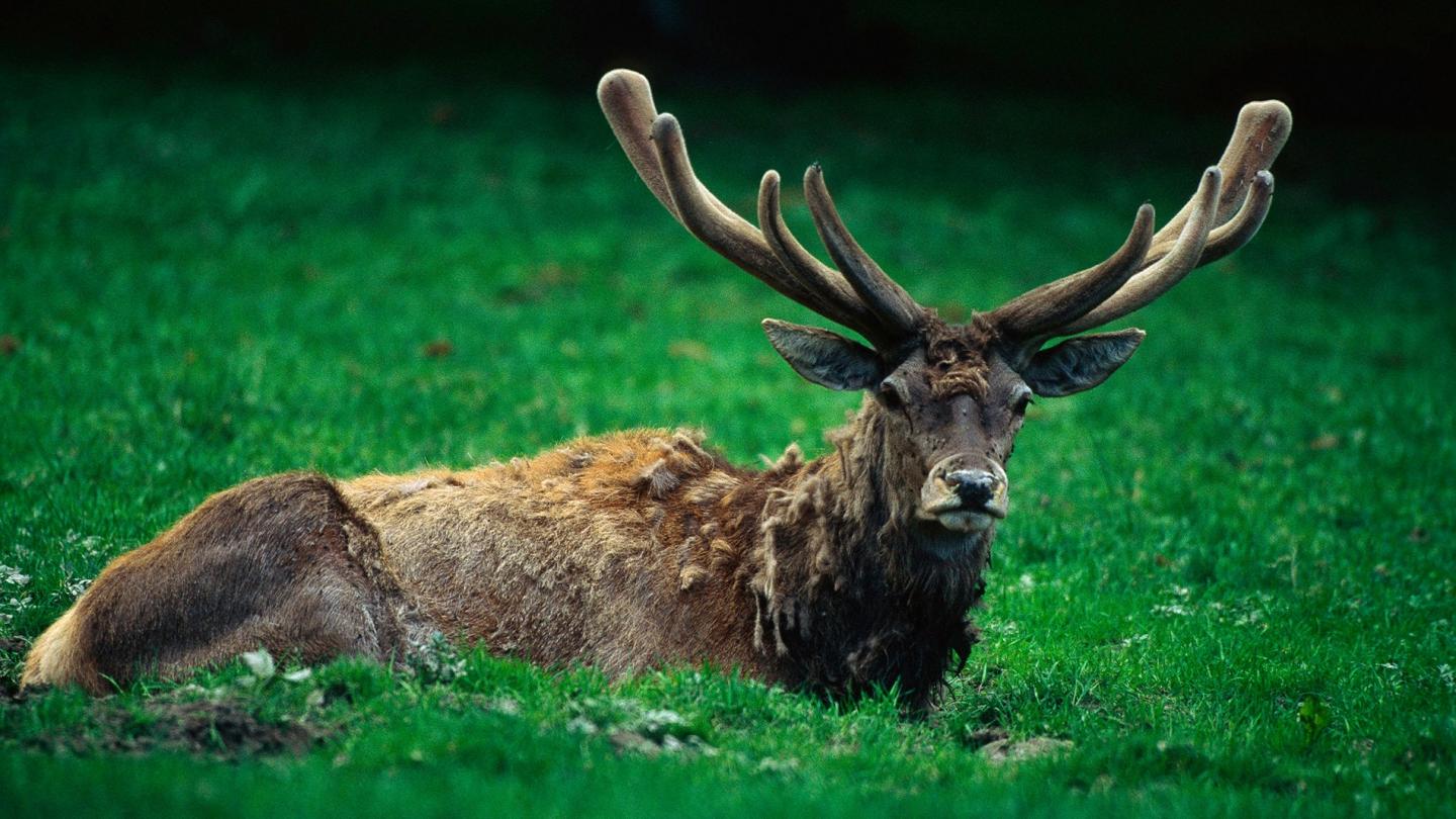 Cerf (Cervus elaphus), Parc national de Bialowieza, Pologne