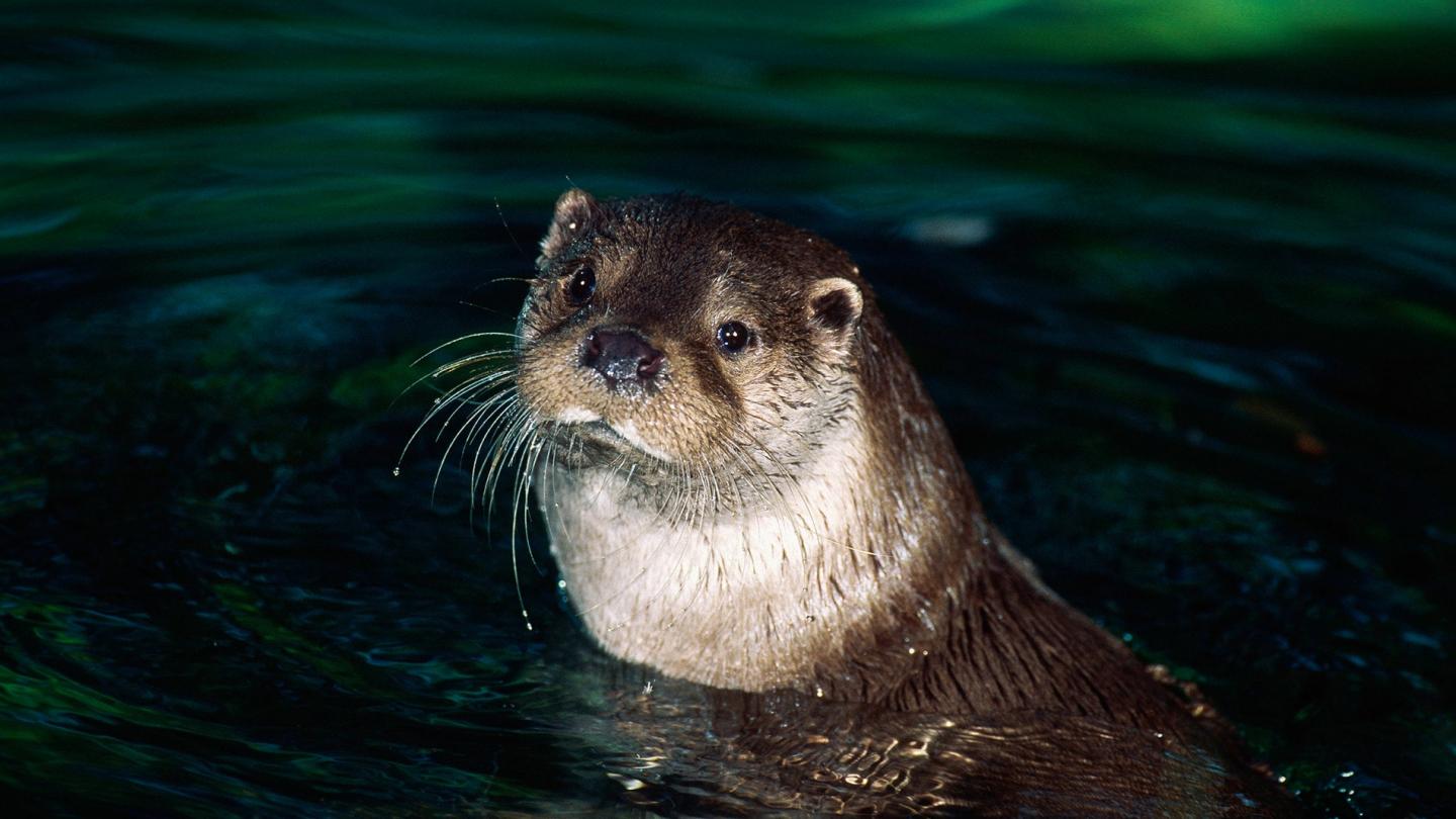 Loutre d'Europe (Lutra lutra), Parc national de Bialowieza, Pologne