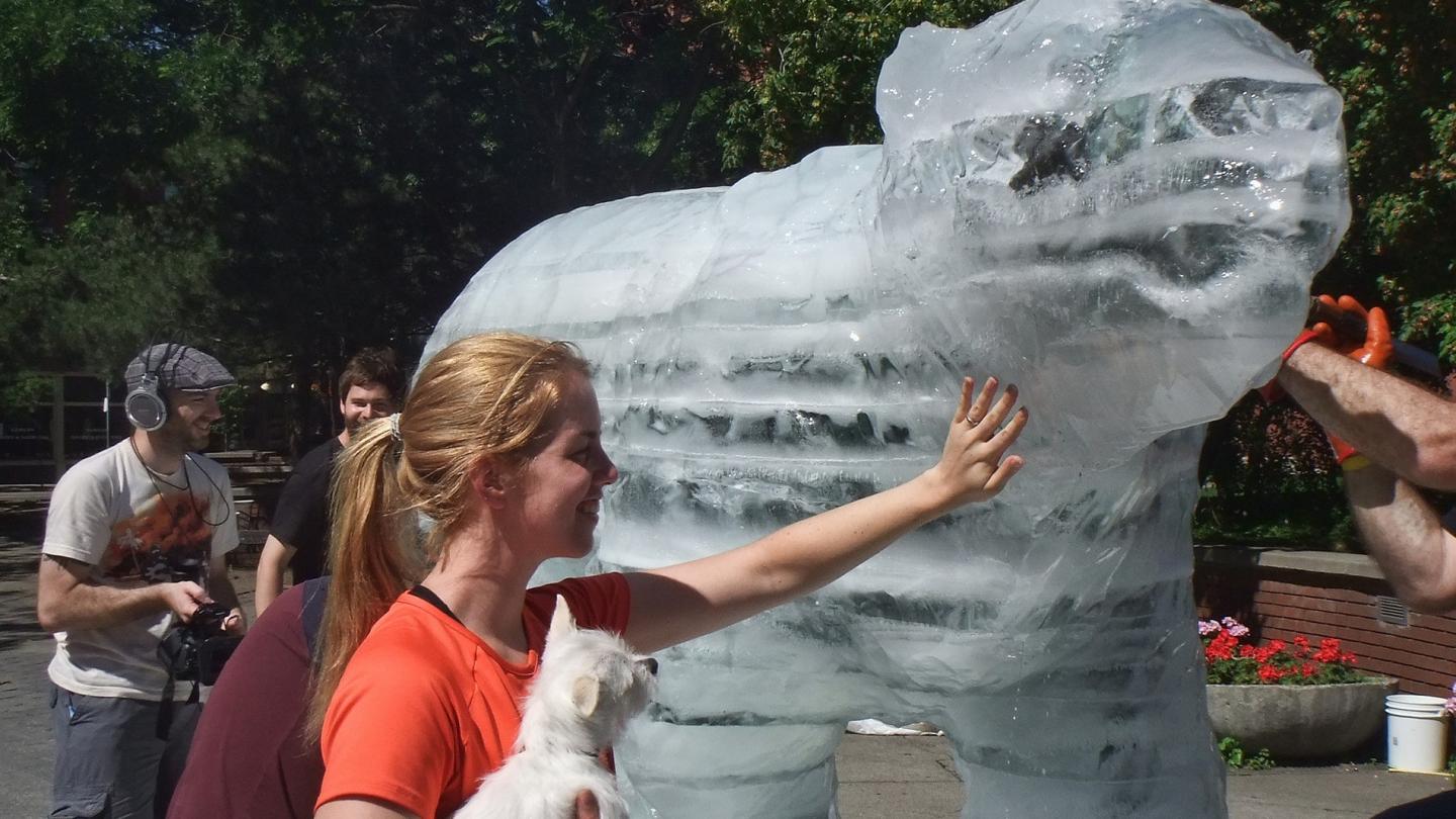 Sculpture de glace d'un ours polaire exposé à l'occasion des sommets du G8 et G20 de Toronto en 2010 (Canada)