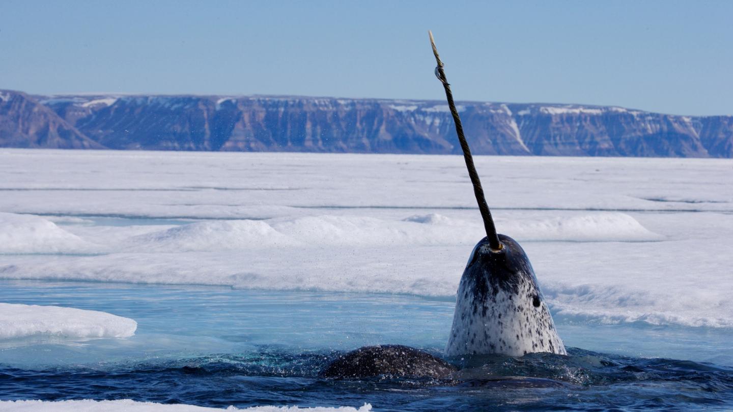 Narval (Monodon monoceros) aperçu au Canada