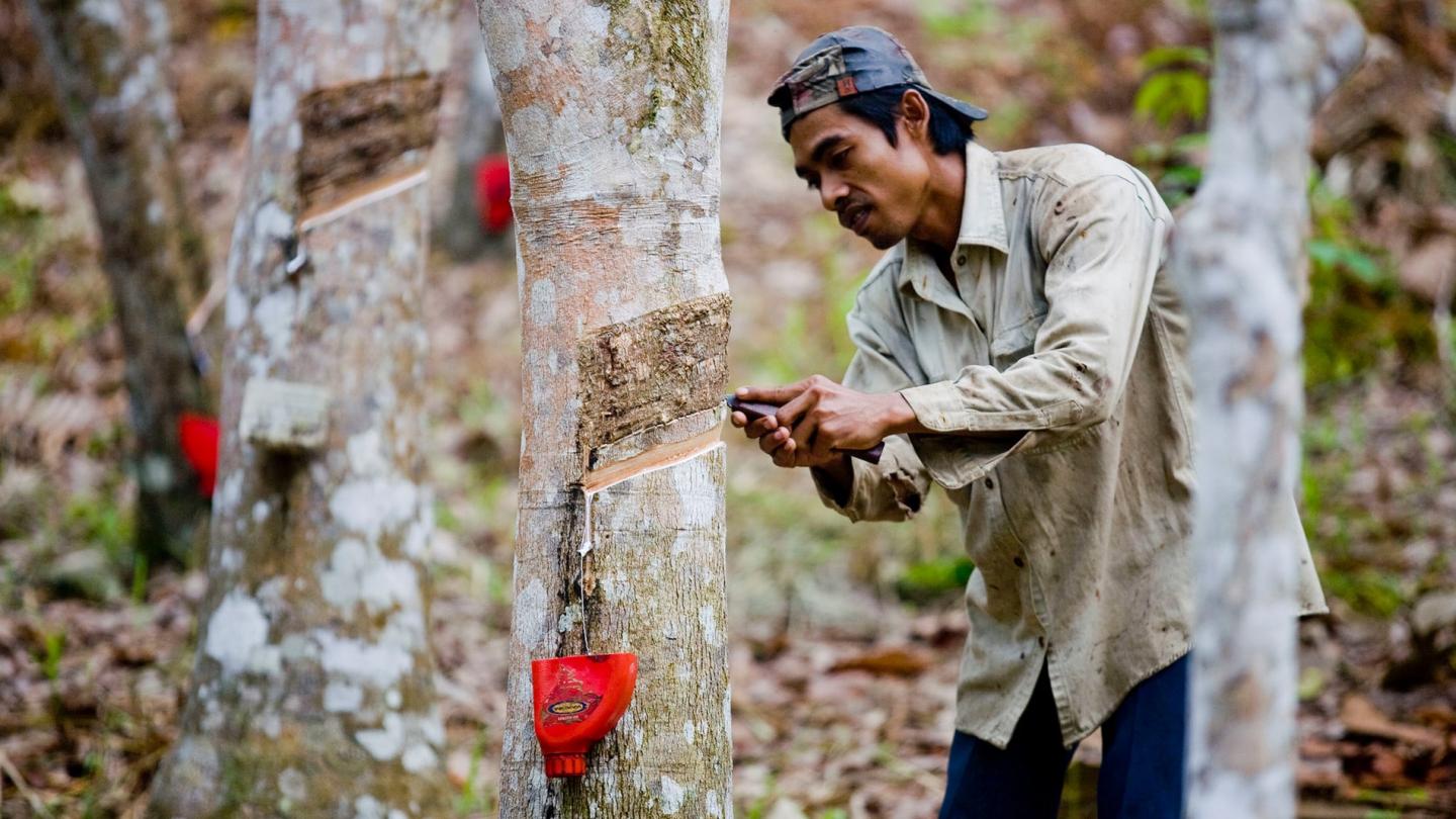 Exploitant indonésien de caoutchouc 