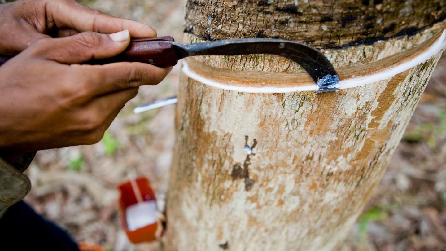 exploitation de caoutchouc Indonésie