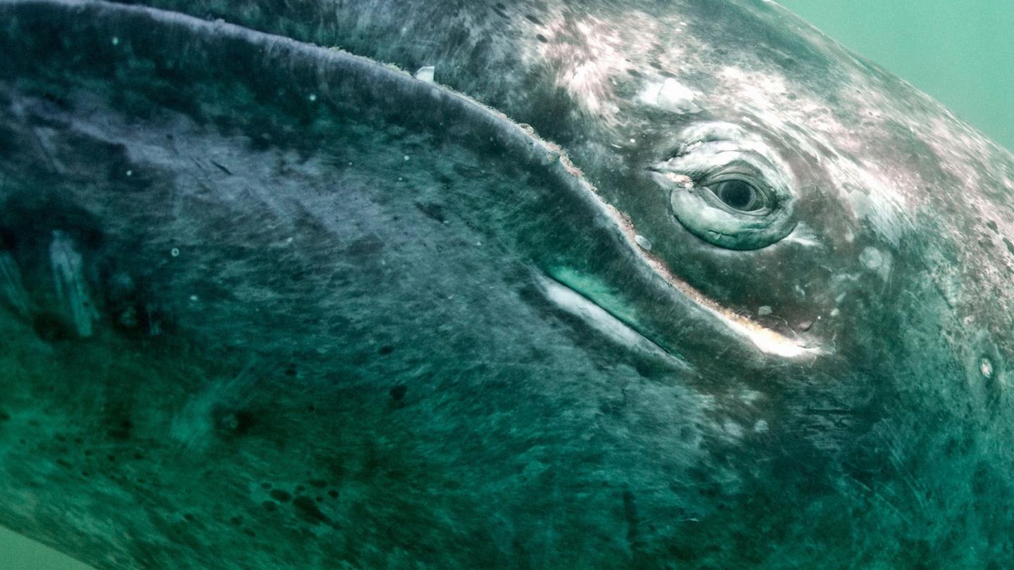 Baleine grise (Eschrichtius robustus), lagune San Ignacio, Baja California (Mexique)