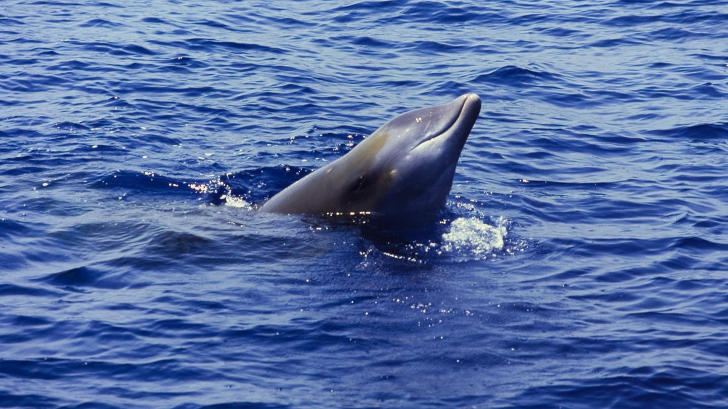 Baleine de Cuvier, mer de Ligurie (Italie)