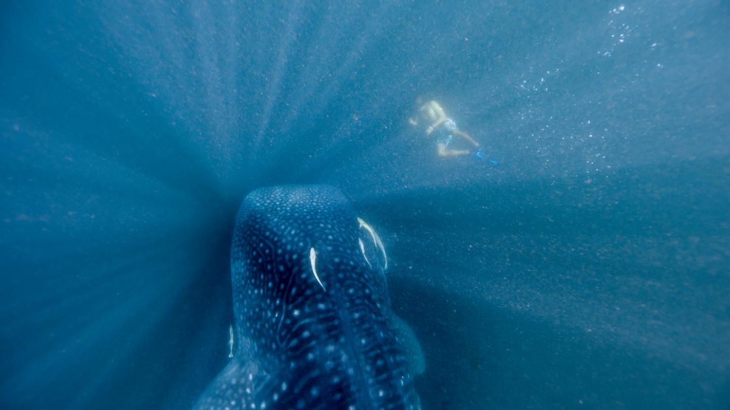 Requin-baleine et plongeur, Donsol, Philippines