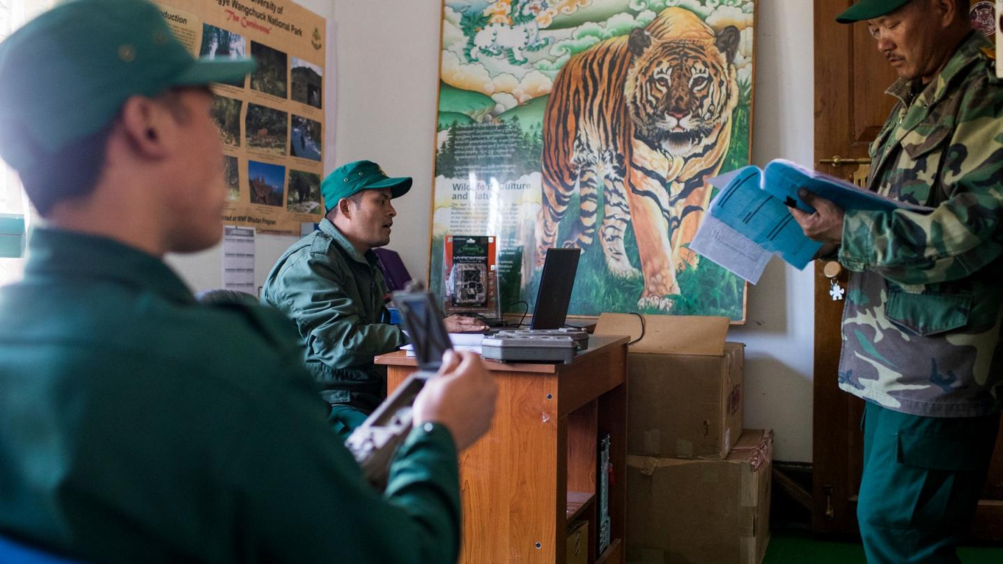Image d'un tigre dans le bureau de rangers du Parc national de Jigme Singye Wangchuck, Bhoutan
