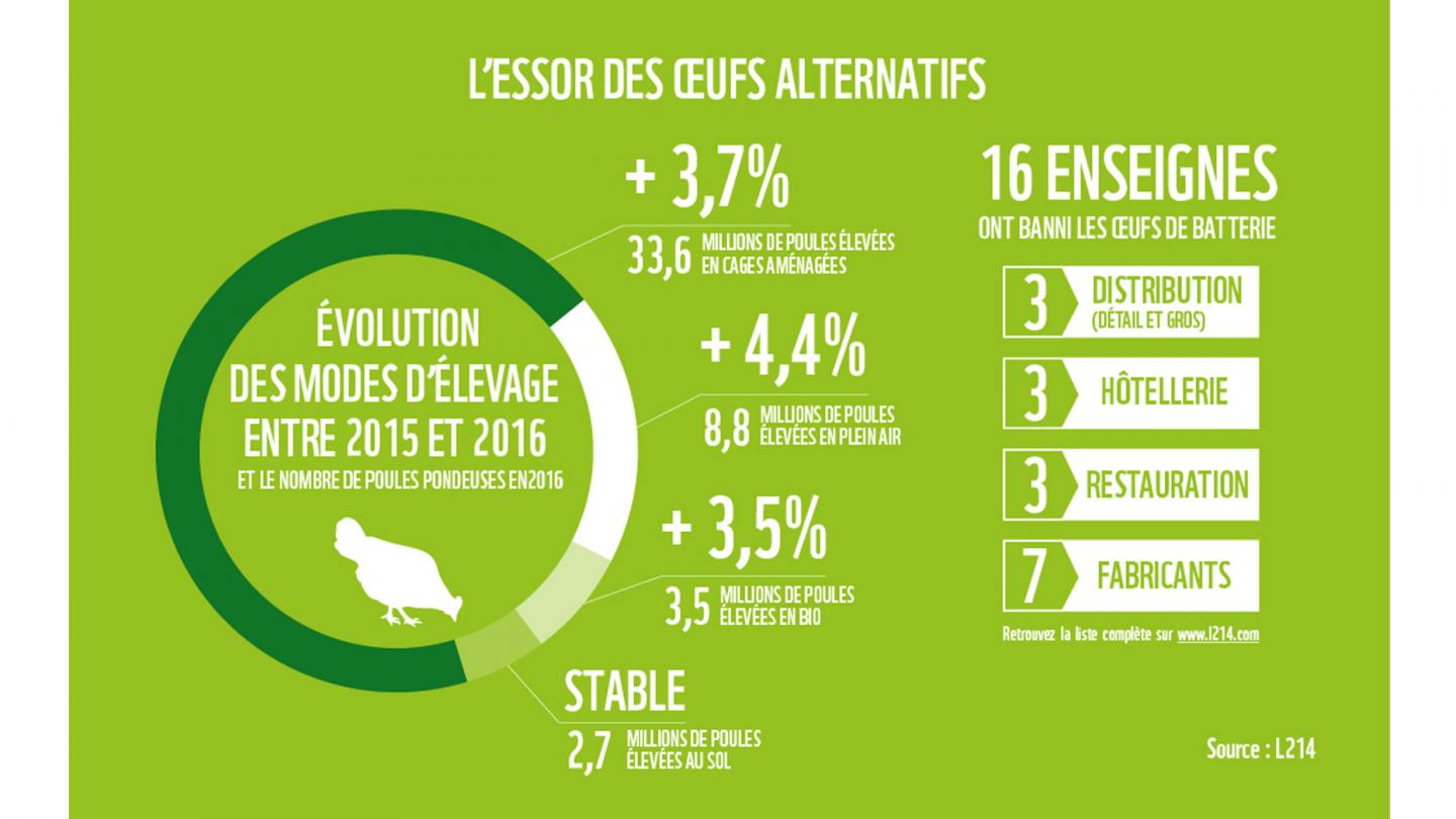 Infographie 10 signaux : le déclin des oeufs de batterie