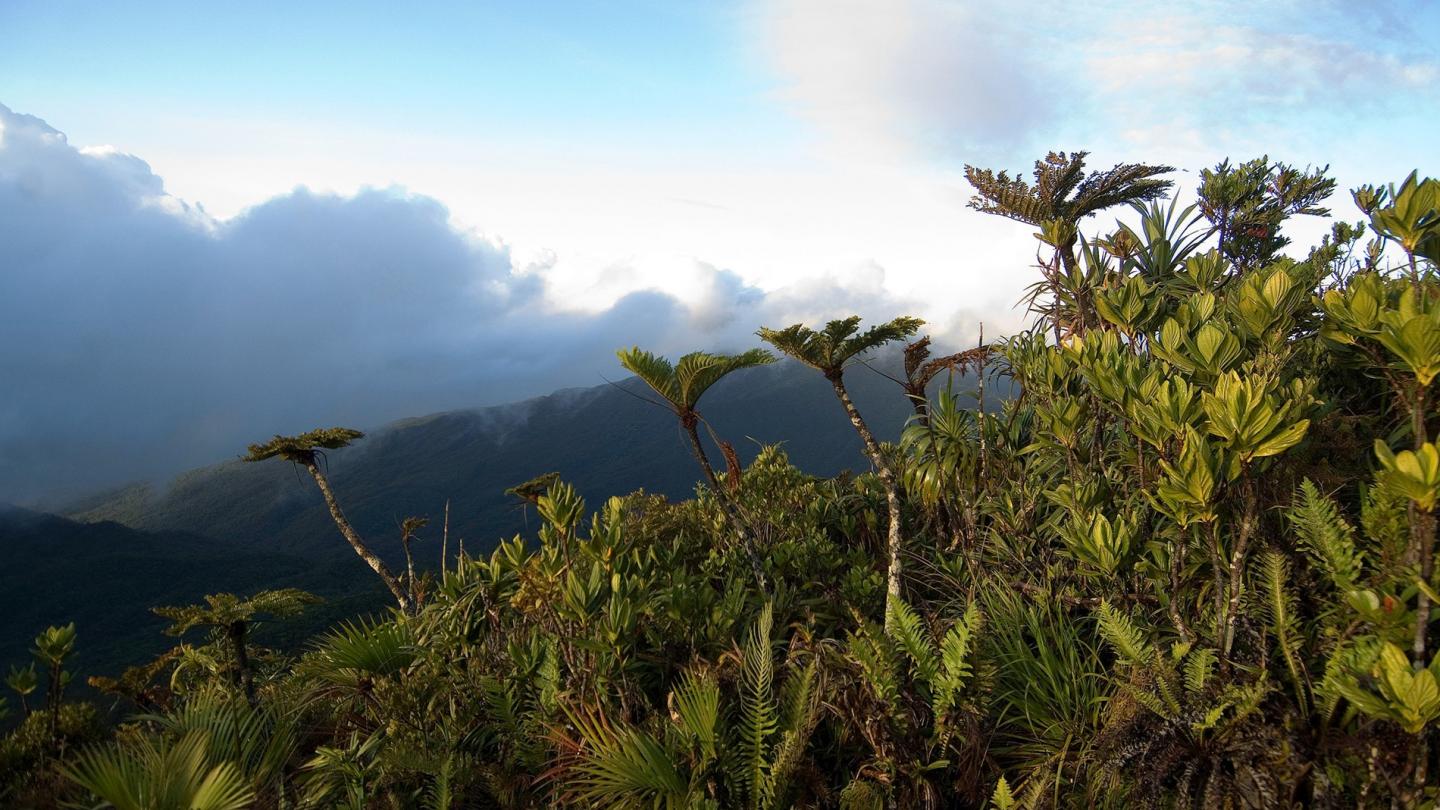 Végétation typique au sommet du Mt. Panié (1628 m)