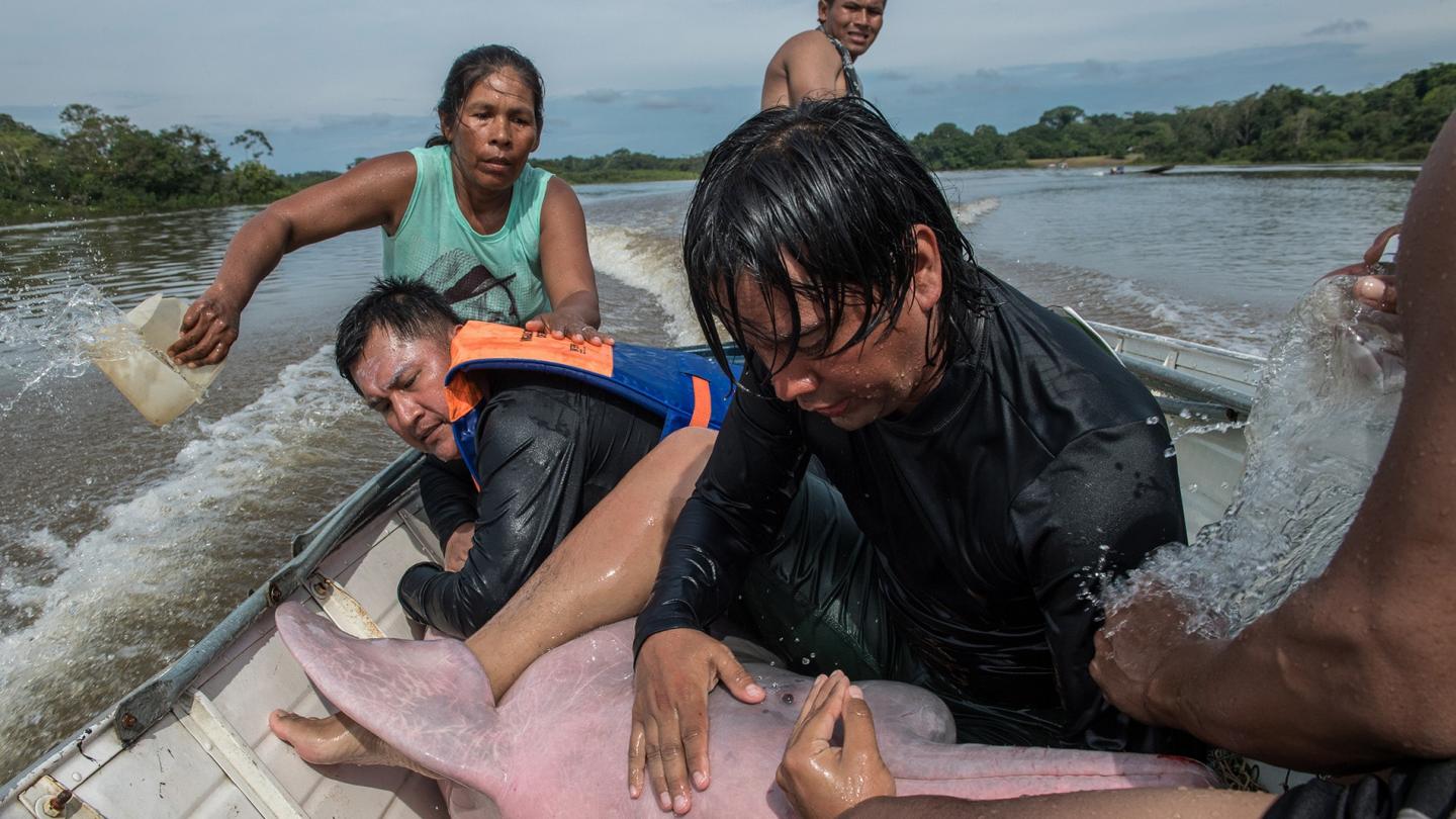 Capture d'un dauphin de l'Amazone pour le baliser, Colombie