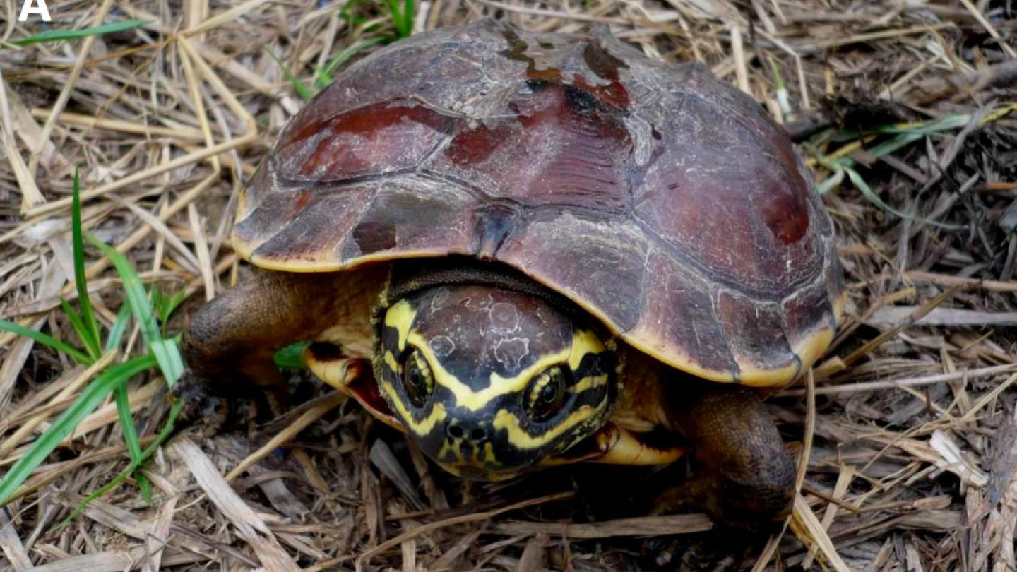 Tortue mangeuse d'escargots (Malayemys isan), Grand Mékong