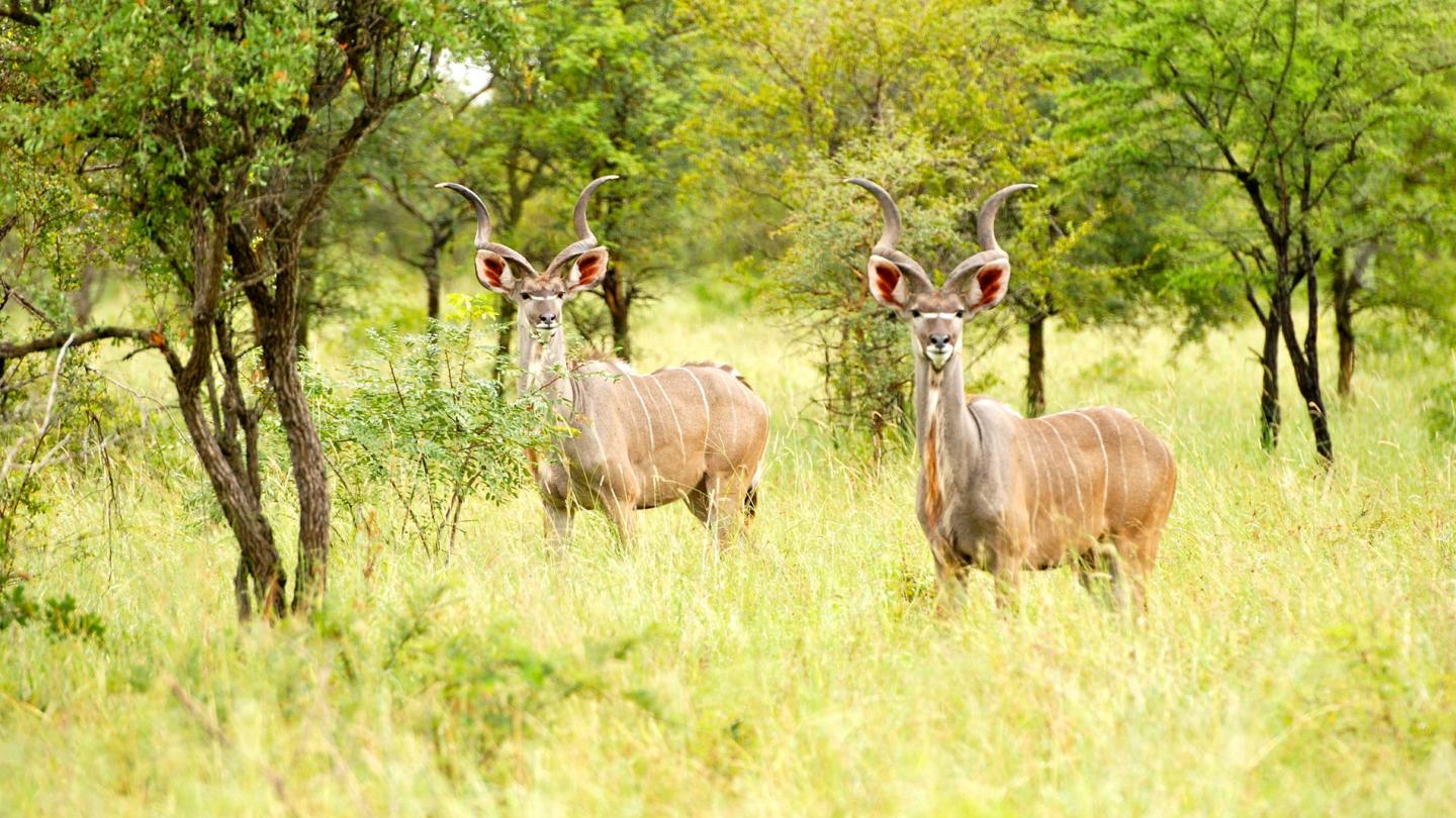 Grands koudous mâles (Tragelaphus strepsiceros), Parc national de Kruger, Afrique du Sud