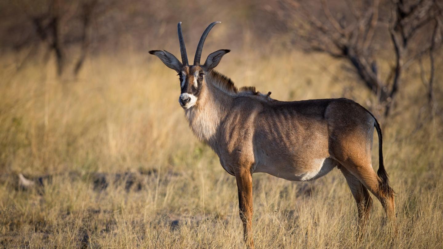 Antilope rouanne (Hippotragus equinus), Parc national de Mudumu (Namibie)