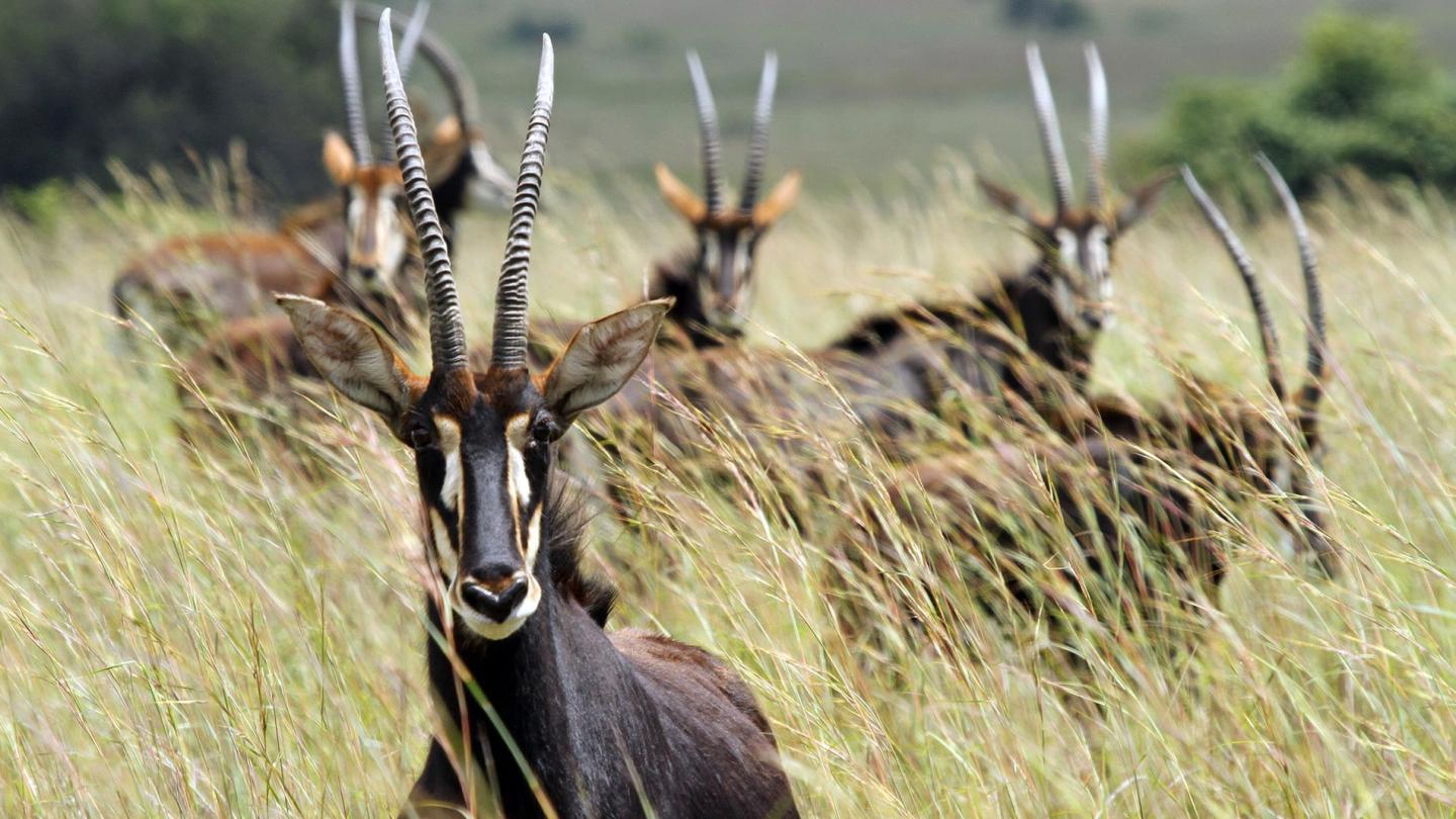 Hippotragues noirs (Hippotragus niger), Réserve d'Imire (Zimbabwe)