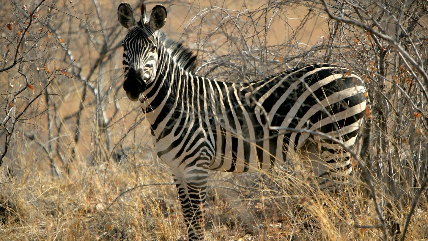 Zèbre de Grant (Equus quagga bohemi), Parc national de Ruaha (Tanzanie)