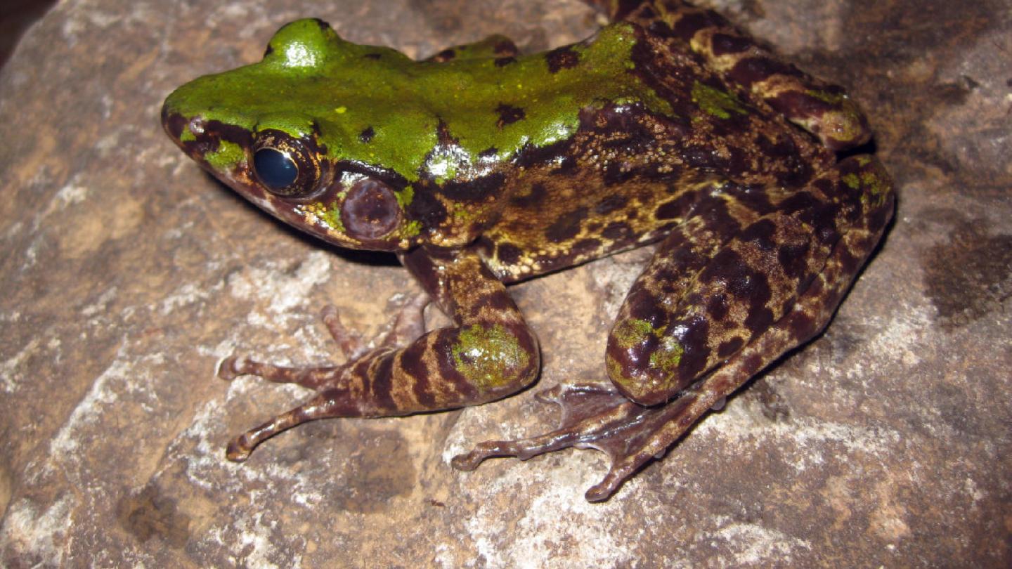 Grenouille (Odorrana mutschmanni), Grand Mekong