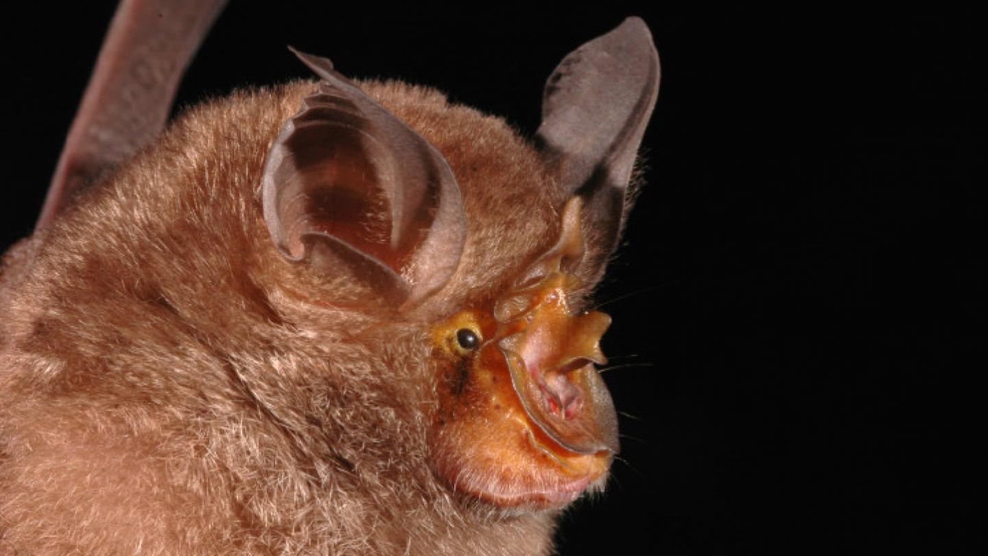 Chauve souris de montagne (Rhinolohus monticolus), Grand Mékong