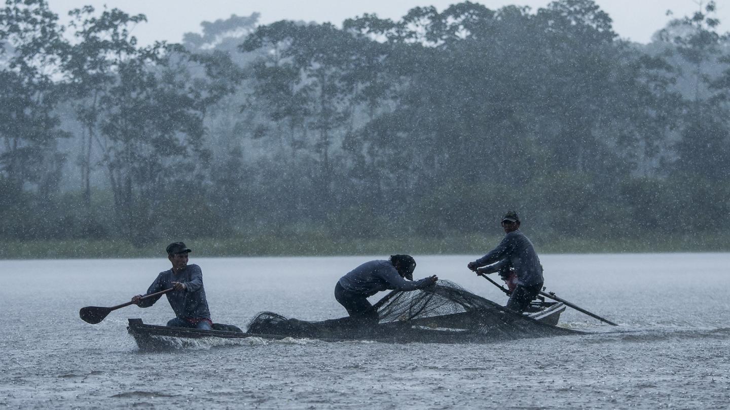 Pose de filet pour capturer et baliser des dauphins de l'Amazone, Colombie