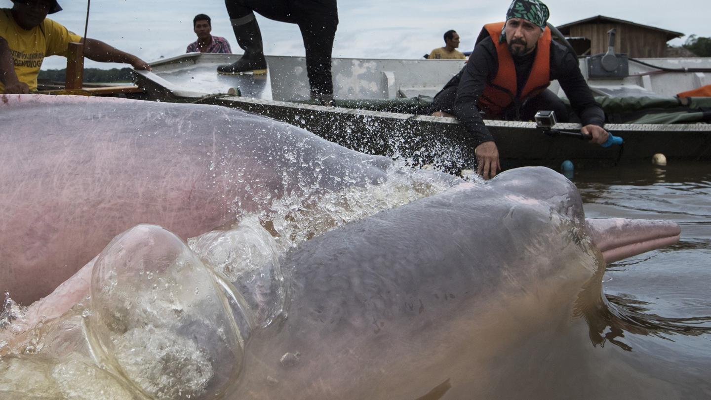 Balisage de dauphins de l'Amazone, Colombie