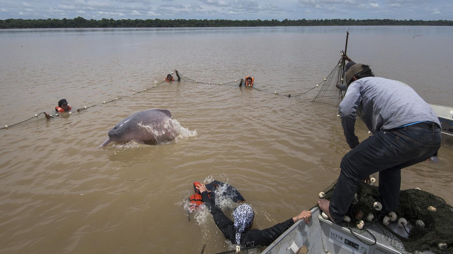 Dauphin de l'Amazone capturé dans des filets en vue d'un balisage, Colombie