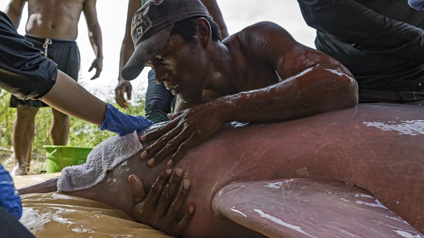 Pose de balise sur un dauphin de l'Amazone, Colombie