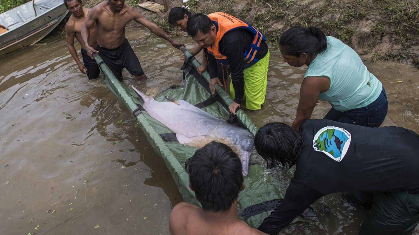 Dauphin de l'Amazone relâché dans l'eau, Colombie