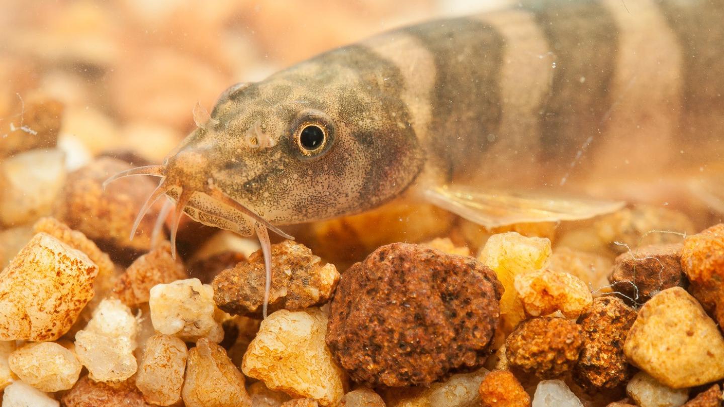 Schistura kampucheensis, Grand Mekong