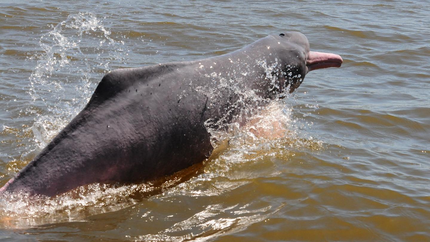 Dauphin de l'Amazone, Brésil