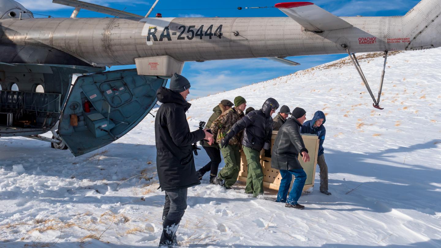 Box soutenue par plusieurs hommes contenant une panthère de Perse (Panthera pardus saxicolor) en vue de sa libération 