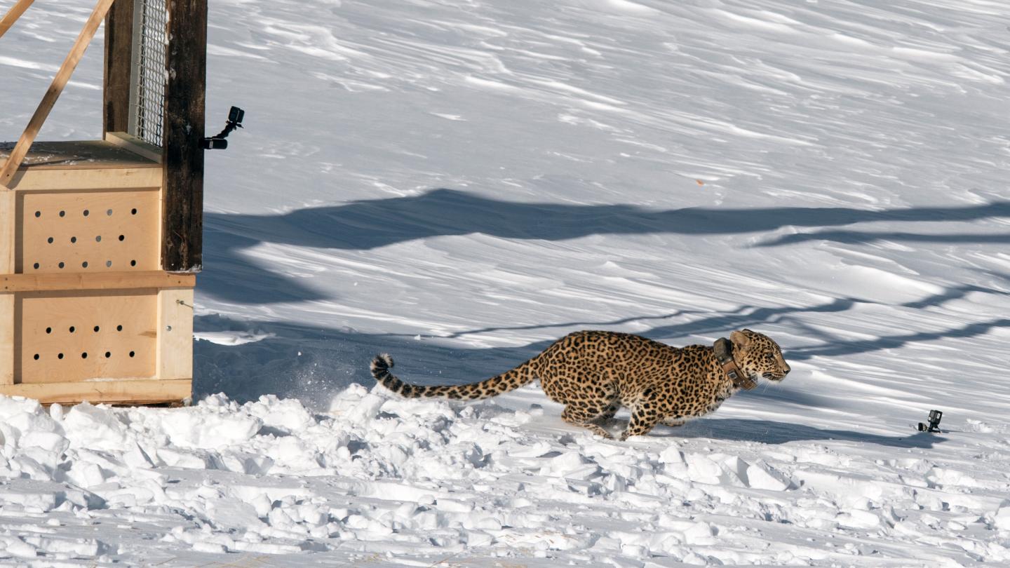 Panthère de Perse (Panthera pardus saxicolor) tout juste relâchée dans la nature dans le Caucase